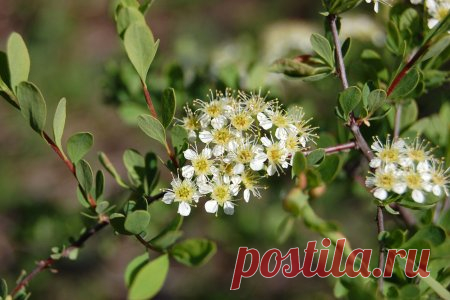 Обычный уличный кустарник оказался сильнейшим лекарством - спирея зверобоелистная.
