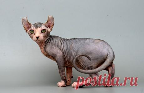 ТОП-10 самых дорогих пород кошек