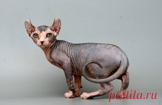 ТОП-10 самых дорогих пород кошек