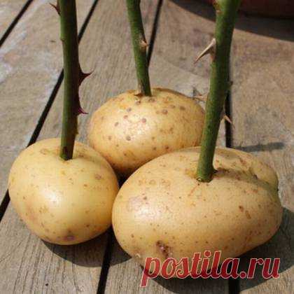 Как вырастить розы в картошке?