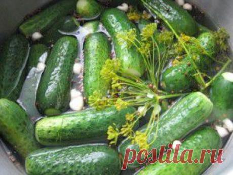 Простой рецепт малосольных огурцов