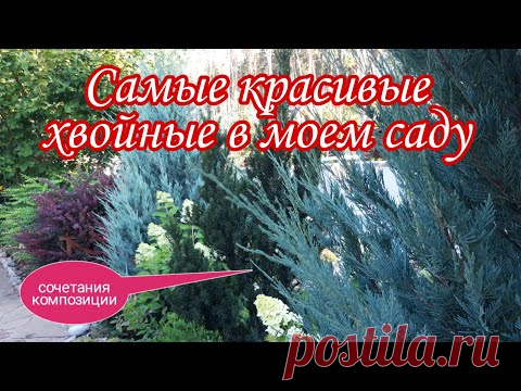 Самые красивые хвойные в моем саду.Красивые композиции с хвойными.Красивый сад.Ландшафтный дизайн.