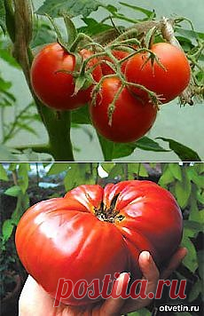 Тайны выращивания помидор