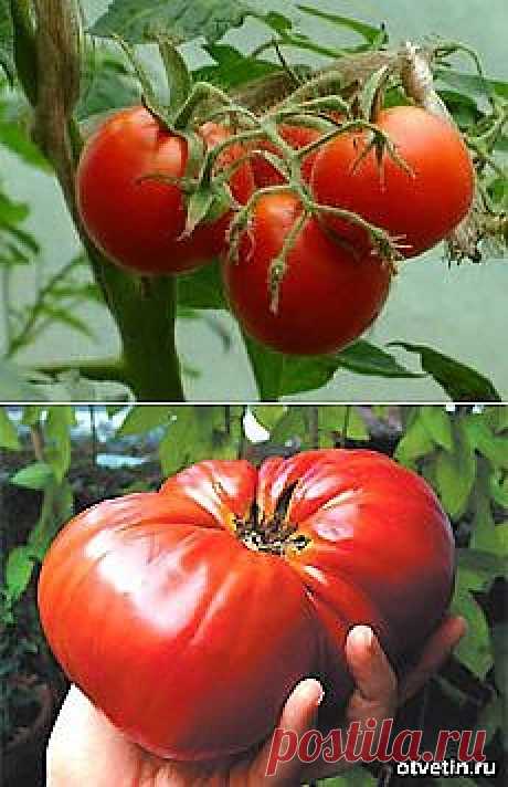 Тайны выращивания помидор