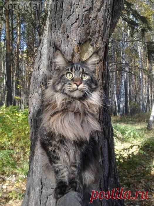 Кот, живущий в дупле | KotoMail.ru
