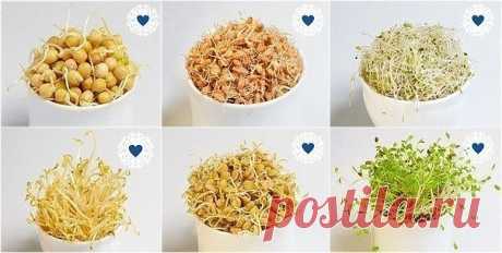 Мы ♥ здоровье Мы ♥ здоровье

Хотите нормализовать микрофлору кишечника, защитить клетки от свободных радикалов (главных виновников раннего старения) и получить дополнительный источник витаминов и микроэлементов? Добавьте к своему завтраку немного пророщенных семян.

Проращиваем правильно
Сначала семена нужно замочить в любой чистой глубокой посуде на 8–12 часов. После этого тщательно промыть водой, снова переложить в посуду и неплотно закрыть марлей или блюдцем. Через 12 ч...