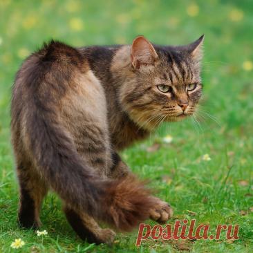 Дом для Бандита - Готовим так!