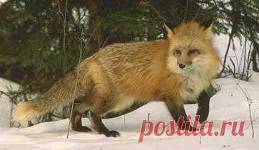 27 апреля — Мартын-лисогон..