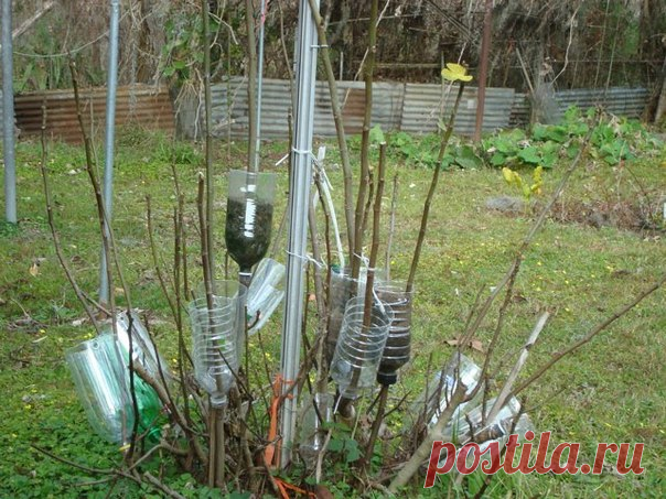 Один из старых способов размножения деревьев и кустарников