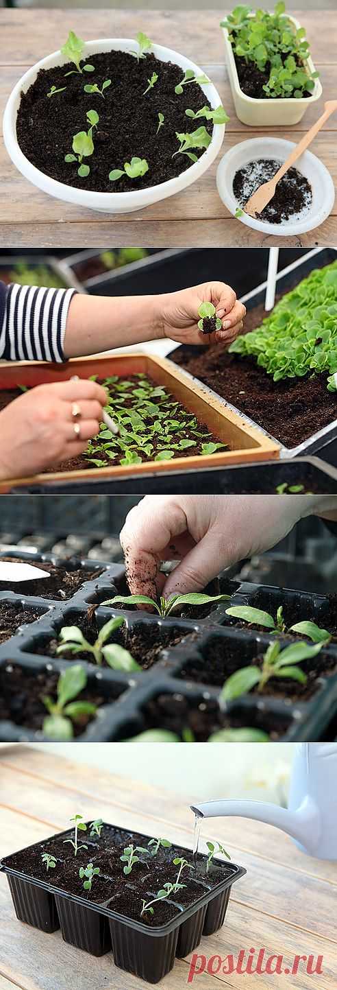 Пикировка: технология прореживания рассады на Supersadovnik.ru