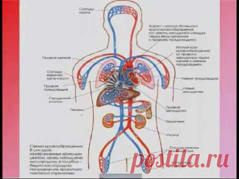 Как избавиться от гипертонической болезни? Эндорфинотерапия.