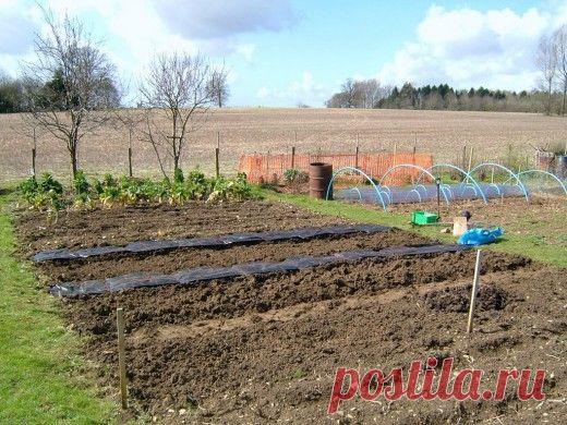 Календарь садово-огородных работ на октябрь.

В октябре небходимо подумать и о высеве озимых сидератов. Озимая вика, а так же сурепица, рожь, овес защитят пустующие грядки и междурядья сада от выветривания и вымывания, позволят задержать больше снега, накопить большее количество весенней влаги, улучшат структуру почвы и станут отличным удобрением.