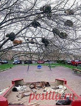 Без кота и жизнь не та