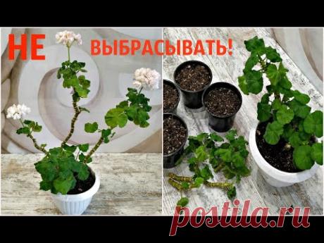 НЕ ВЫБРАСЫВАЙТЕ СТАРУЮ ГЕРАНЬ‼️ЕЕ МОЖНО ОМОЛОДИТЬ и РАЗМНОЖИТЬ