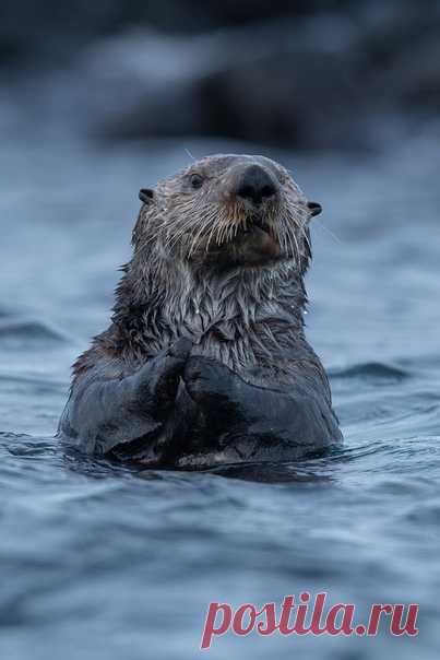 Фотопортрет калана в исполнении Алексея Перелыгина (nat-geo.ru/photo/user/302518). Снято на острове Беринга, Россия.