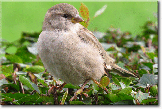 (1) Мой Мир@Mail.Ru