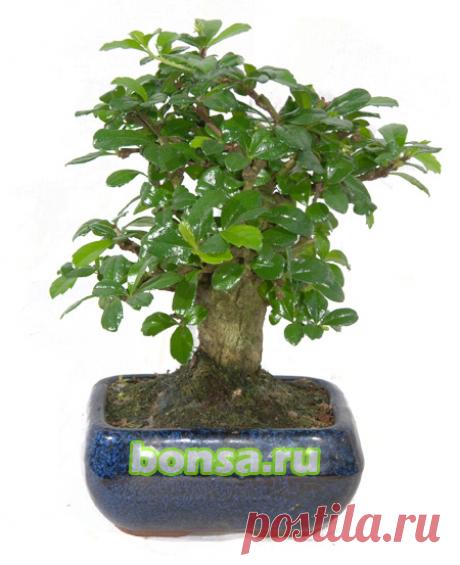 Кармона мелкоцветковая