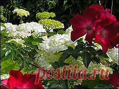 G Дайджест сайтa Gardenia.ru Номер 366