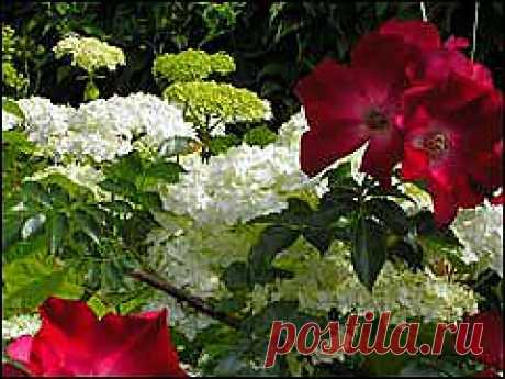 G Дайджест сайтa Gardenia.ru Номер 366