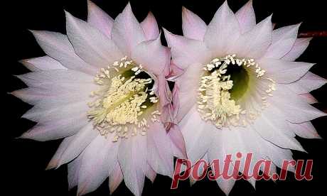 Echinopsis oxigona Esta noche se abrieron este par de gemelas  de tenue color rosado,  empujándose mutuamente para ocupar la primera plana!! Sus estambres atestados de polen y su fragancia  atraerán los insectos nocturnos con el fin de  conseguir polinizarse...La naturaleza sabia, como siempre,  se asegura la perpetuidad de la especie!
