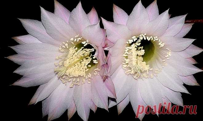 Echinopsis oxigona Esta noche se abrieron este par de gemelas  de tenue color rosado,  empujándose mutuamente para ocupar la primera plana!! Sus estambres atestados de polen y su fragancia  atraerán los insectos nocturnos con el fin de  conseguir polinizarse...La naturaleza sabia, como siempre,  se asegura la perpetuidad de la especie!