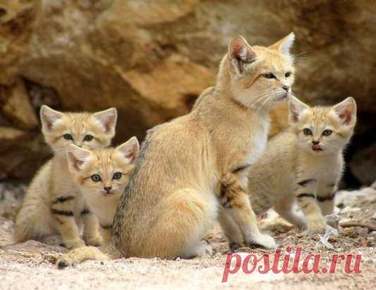 Чудовищно няшное семейство барханных котиков