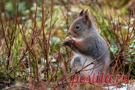 gray squirrel on brown grass during daytime photo – Free Image on Unsplash