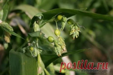 Коикс – слеза Иова. Лечебный чай в декоративном огороде
