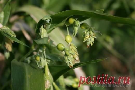 Коикс – слеза Иова. Лечебный чай в декоративном огороде