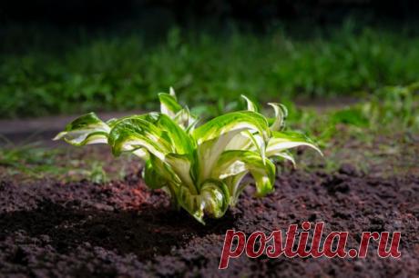 Почему желтеют хосты – 7 основных причин