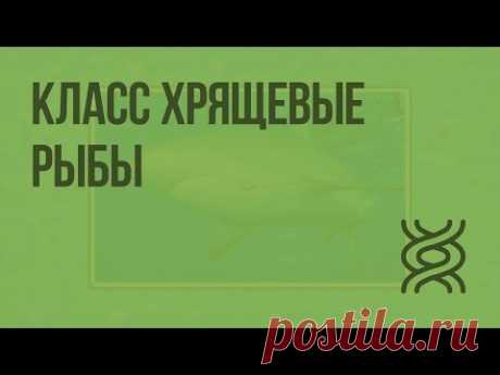 Класс Хрящевые рыбы - YouTube