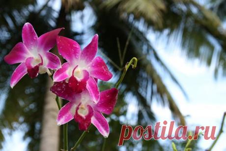 Москвичам покажут 200 тысяч знаменитых тайских орхидей