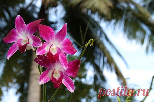 Москвичам покажут 200 тысяч знаменитых тайских орхидей