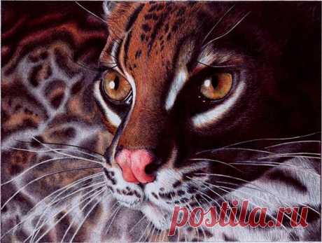 Рисунки шариковой ручкой Сэмюэля Сильвы