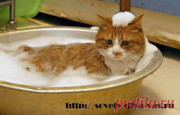 Как купать котенка и кошку