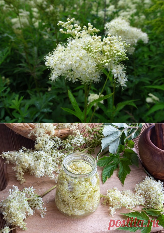 Лабазник вязолистный (Filipendula ulmaria).