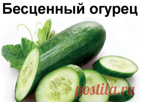 А вы знали, что такой привычный для нас овощ как огурец, который можно вырастить на грядке, либо купить в любом супермаркете, обладает поразительными и непривычными для нас свойствами? Вот несколько рекомендаций о том, как можно использовать обычный огурец в различных жизненных ситуациях:
Огурец содержит все необходимые человеку витамины: В1, В2, В3, В5, В6, витамин С; фолиевую кислоту, железо, кальций, фосфор, магний, калий, цинк.
Чувствуете усталость во второй половине д...