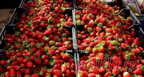 Мільйон на полуниці! Поліція затримала пенсіонера, який вирощує вдома полуницю тоннами!