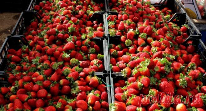 Мільйон на полуниці! Поліція затримала пенсіонера, який вирощує вдома полуницю тоннами!