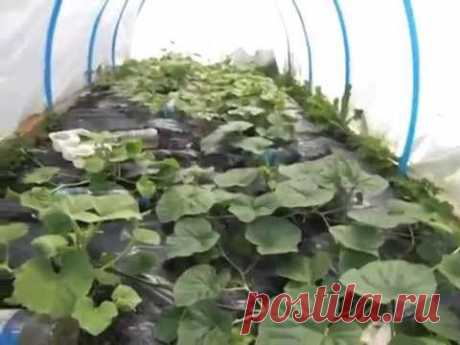 Мой огород - Дыни  Лагенарии (4) /My Garden - Melons Lagenaria