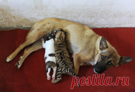 Мой Мир@Mail.Ru