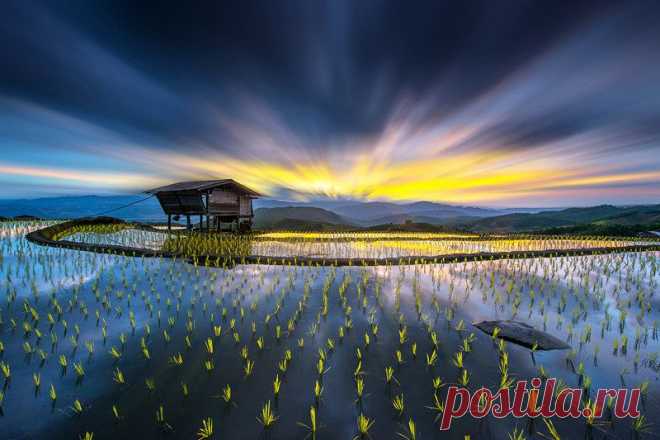 500px / Свет в рисе. по Sarawut Intarob