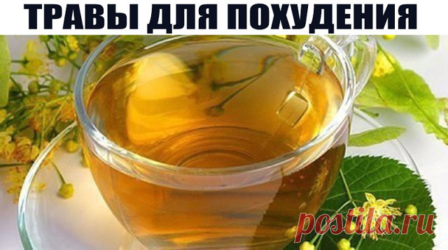 ТРАВЫ ДЛЯ ПОХУДЕНИЯ. ОМЕЛА И ЛИПА
Как говорит Сергей Макеев, доктор народной медицины: За 5 дней сбросить 5кг веса - это не предел.
Есть очень старый и не раз проверенный рецепт:
Берём липу, примерно горсть и заливаем её в термосе одним литром кипятка. И пьём в течение дня когда захочется пить. То есть ничего кроме липы не пьём. Кушаем, что хотим, но умеренно.
На другой день берём Омелу ивную. Это растение от ста заболеваний. Опять же завариваем горсть травы на один литр к...