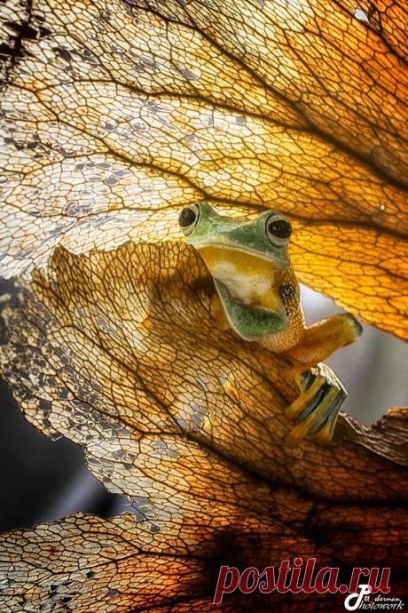 Artistic-realistic nature - 💙 pik-a-buu on 500px by tt sherman, BOGOR,...