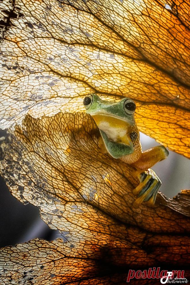 Artistic-realistic nature - 💙 pik-a-buu on 500px by tt sherman, BOGOR,...