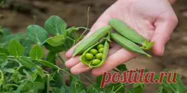 Как вырастить горох: выбираем сорт и готовим почву - Сад и огород