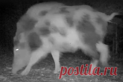 Кабан с необычным окрасом попал на видео. Фотоловушка Нижне-Свирского заповедника запечатлела дикого кабана с пегим окрасом. На кадрах необычное животное бродит по парку в поисках еды. Комментаторы отметили, что такой окрас редок для кабанов. Любопытно. «Обычно такие пегаши получаются при смешивании кабанов с домашними свиньями», — написал читатель.