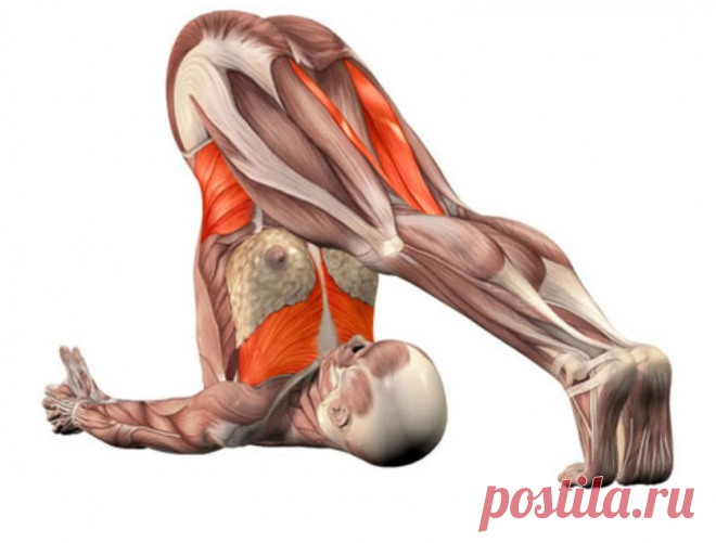 Упражнение -гепатопротектор — лечим печень без медикаментов!