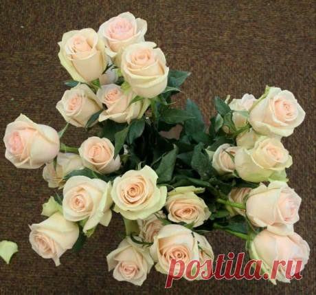 #La_Perla
#Ля_Перла
Перлина