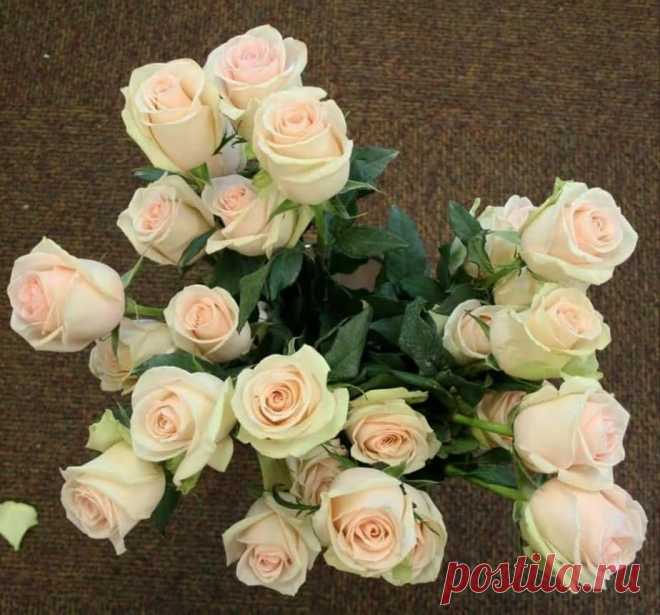 #La_Perla
#Ля_Перла
Перлина